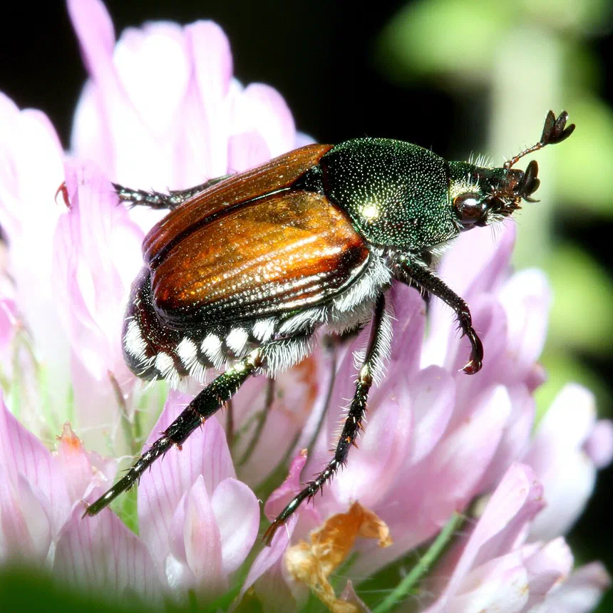 Japanese Beetle Facts & Information