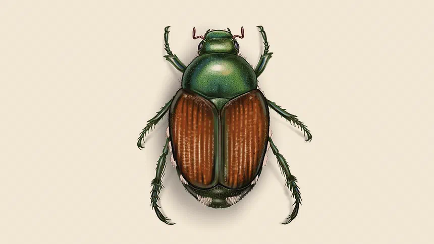 Japanese Beetle Facts & Information