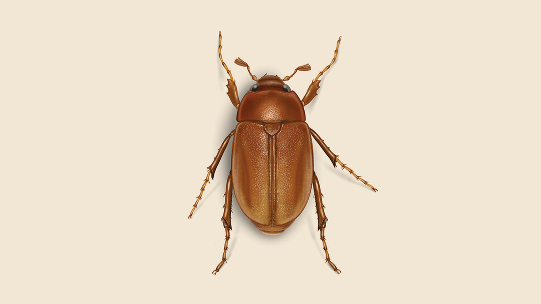 June Bug Facts & Information