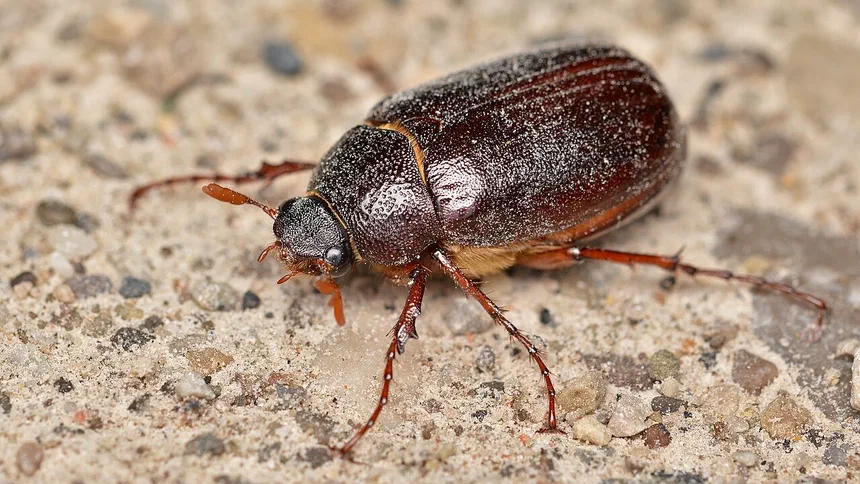 June Bug Facts & Information