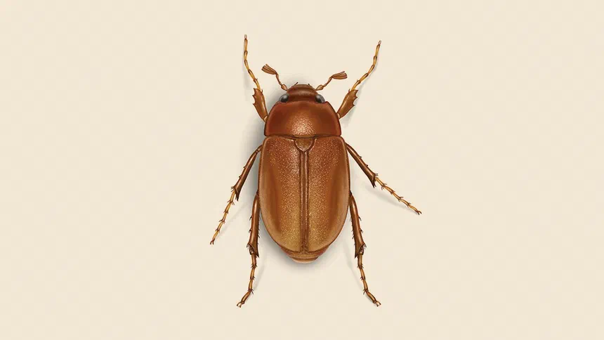June Bug Facts & Information