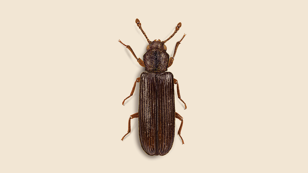 Lyctid Powderpost Beetle Facts & Information