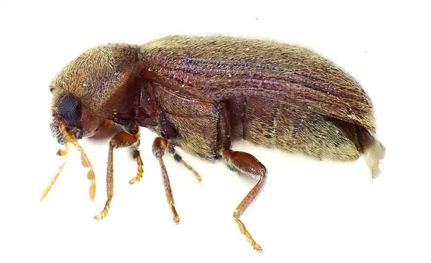 Pantry Beetle Facts & Information