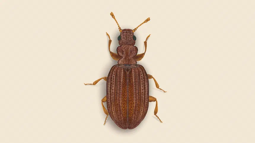 Plaster Beetles