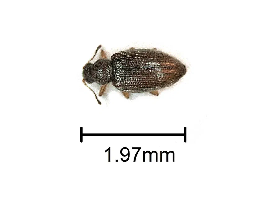 Plaster Beetles