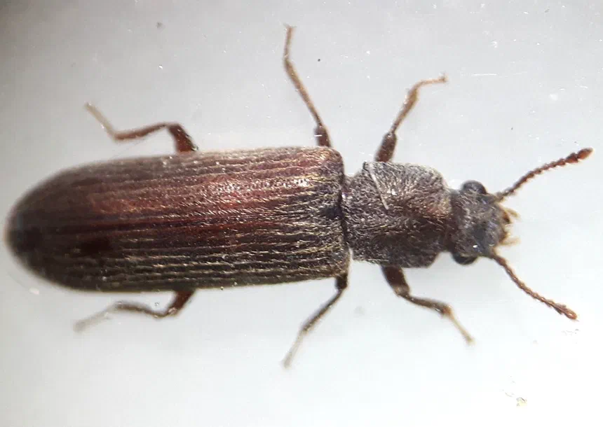 Powderpost Beetles