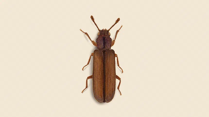 Powderpost Beetles