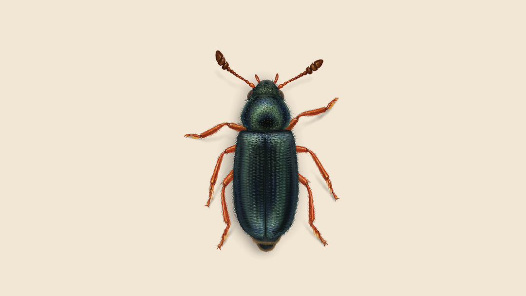Redlegged Ham Beetle Facts & Information