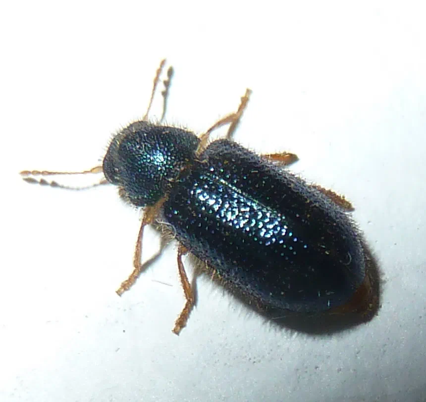 Redlegged Ham Beetle Facts & Information