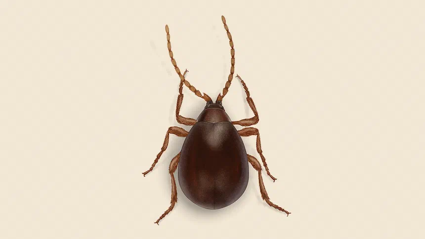 Shiny Spider Beetle Facts & Information