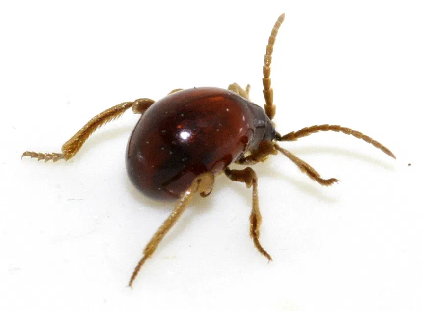 Shiny Spider Beetle Facts & Information