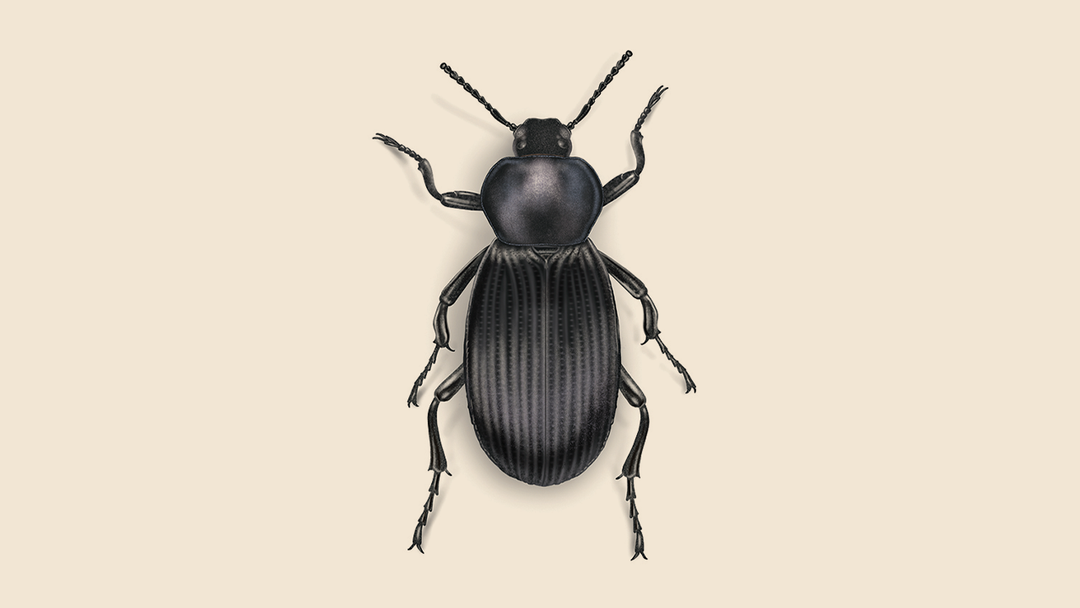 Stink Beetle Facts & Identification