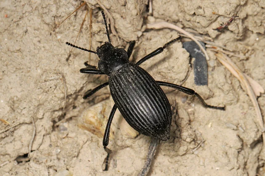 Stink Beetle Facts & Identification