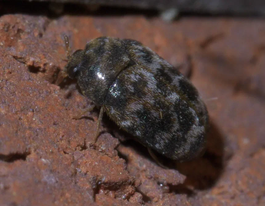 Warehouse beetles