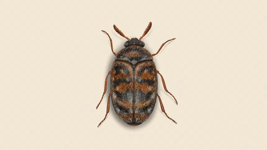 Warehouse beetles