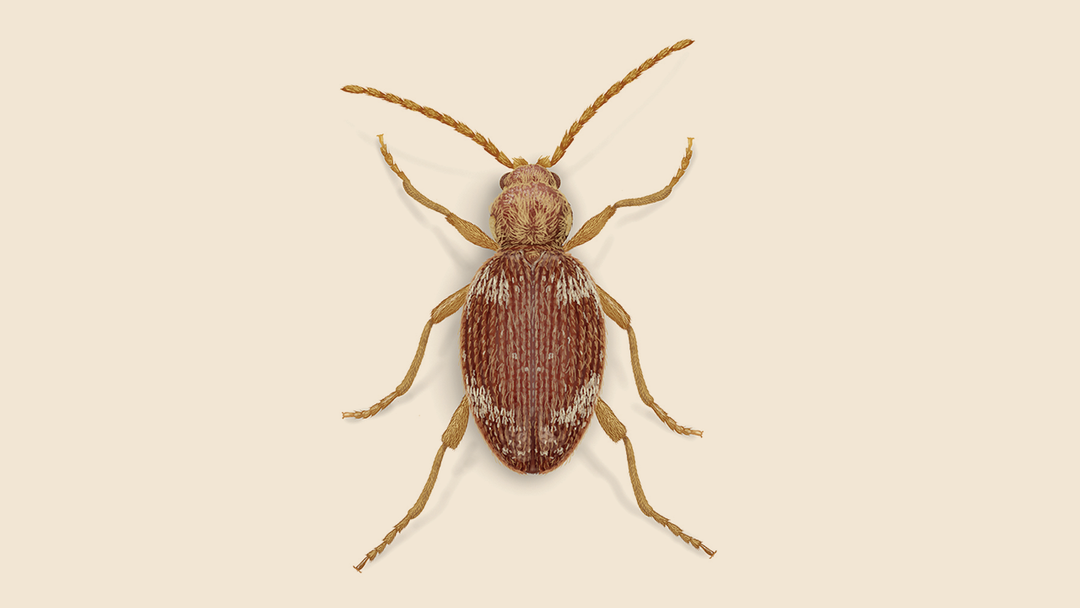 Whitemarked Spider Beetle Facts & Information