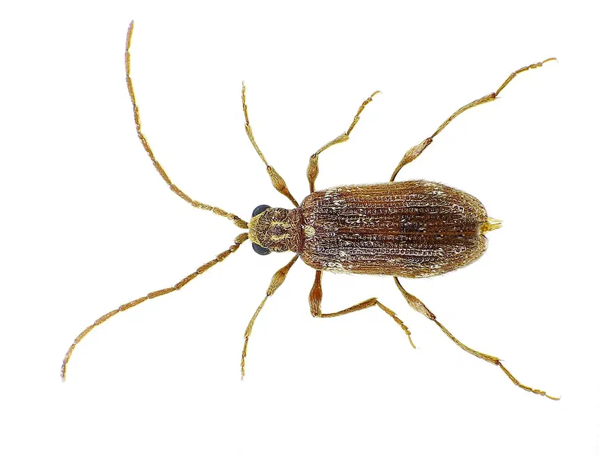 Whitemarked Spider Beetle Facts & Information