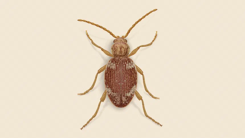 Whitemarked Spider Beetle Facts & Information