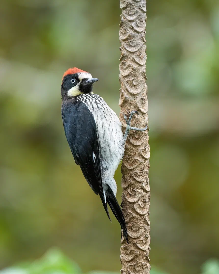 Acorn Woodpecker
