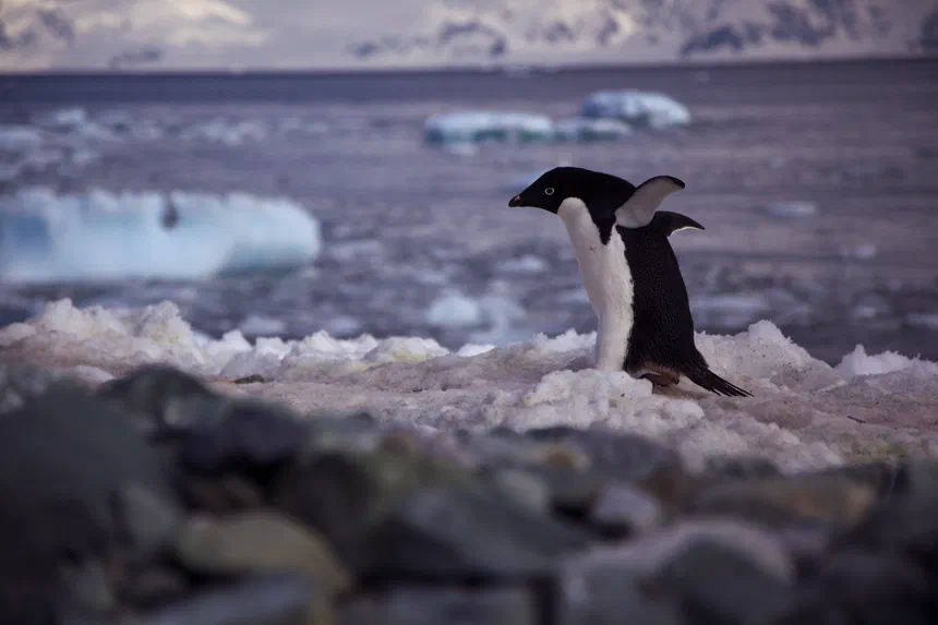 Adelie Penguin