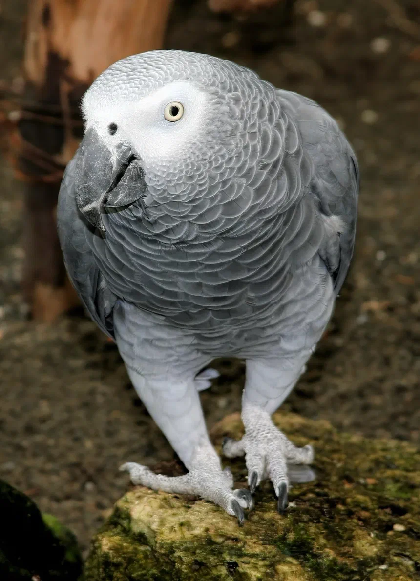 African Grey Parrot