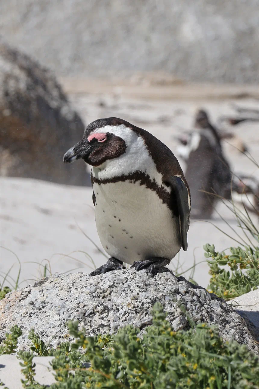 African Penguin