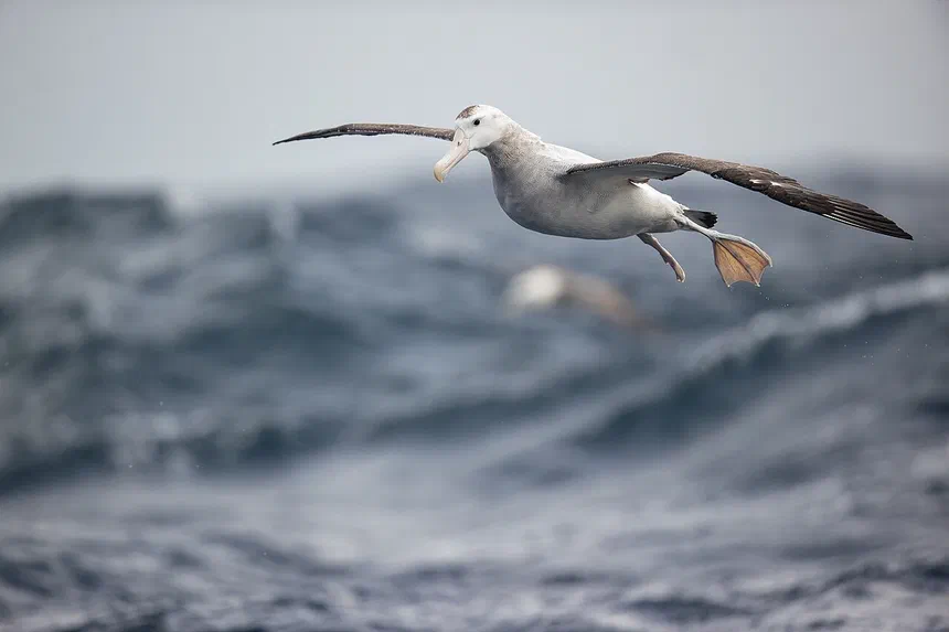 Wandering Albatross