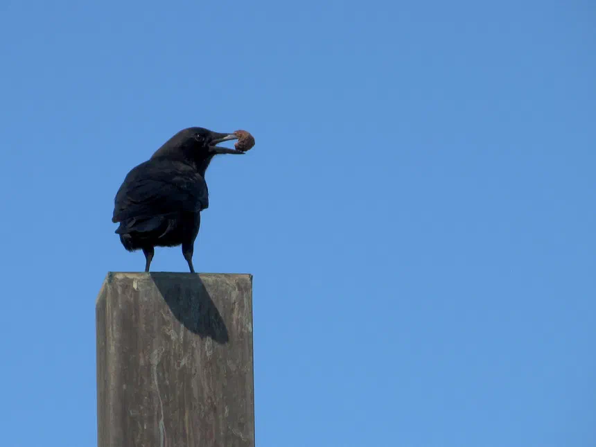 American Crow