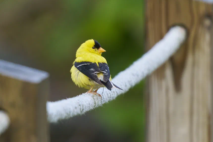 American Goldfinch