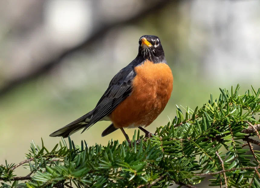 American Robin