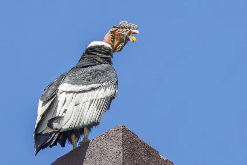 Andean Condor