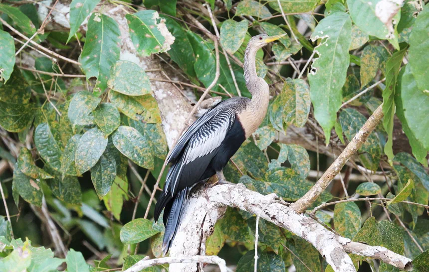Anhinga