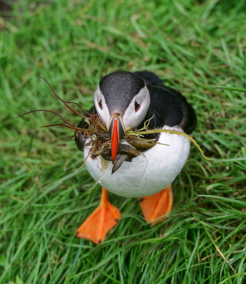 Atlantic Puffin