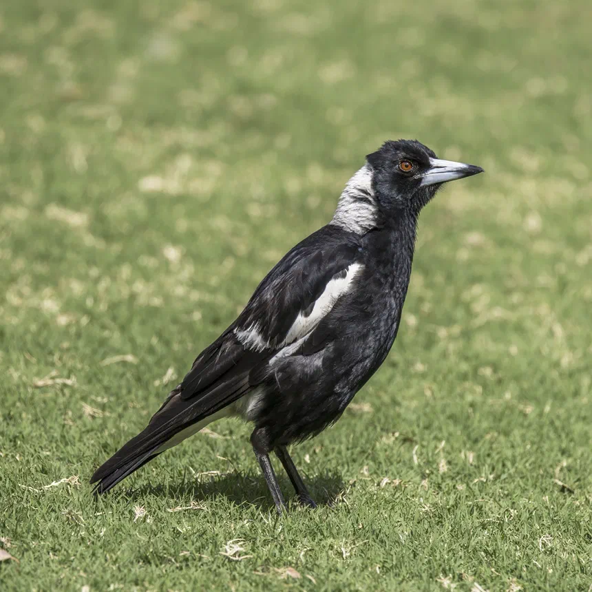 Australian Magpie