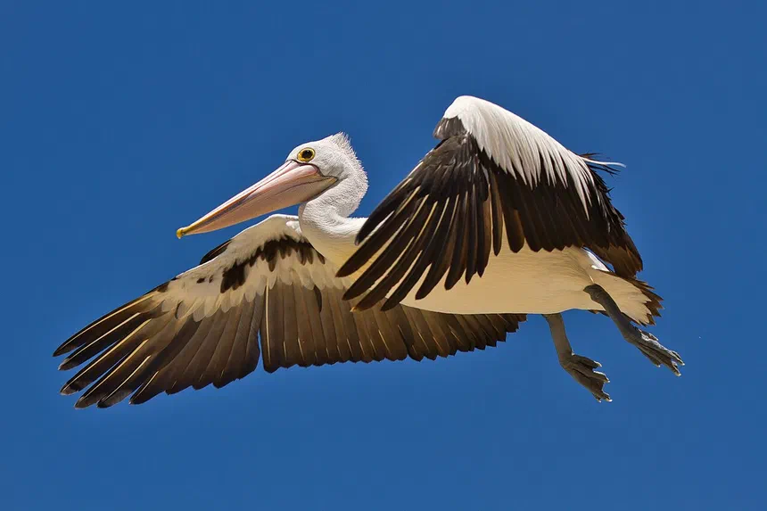 Australian Pelican