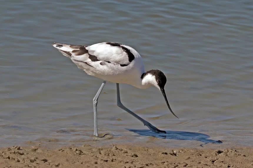 Pied Avocet