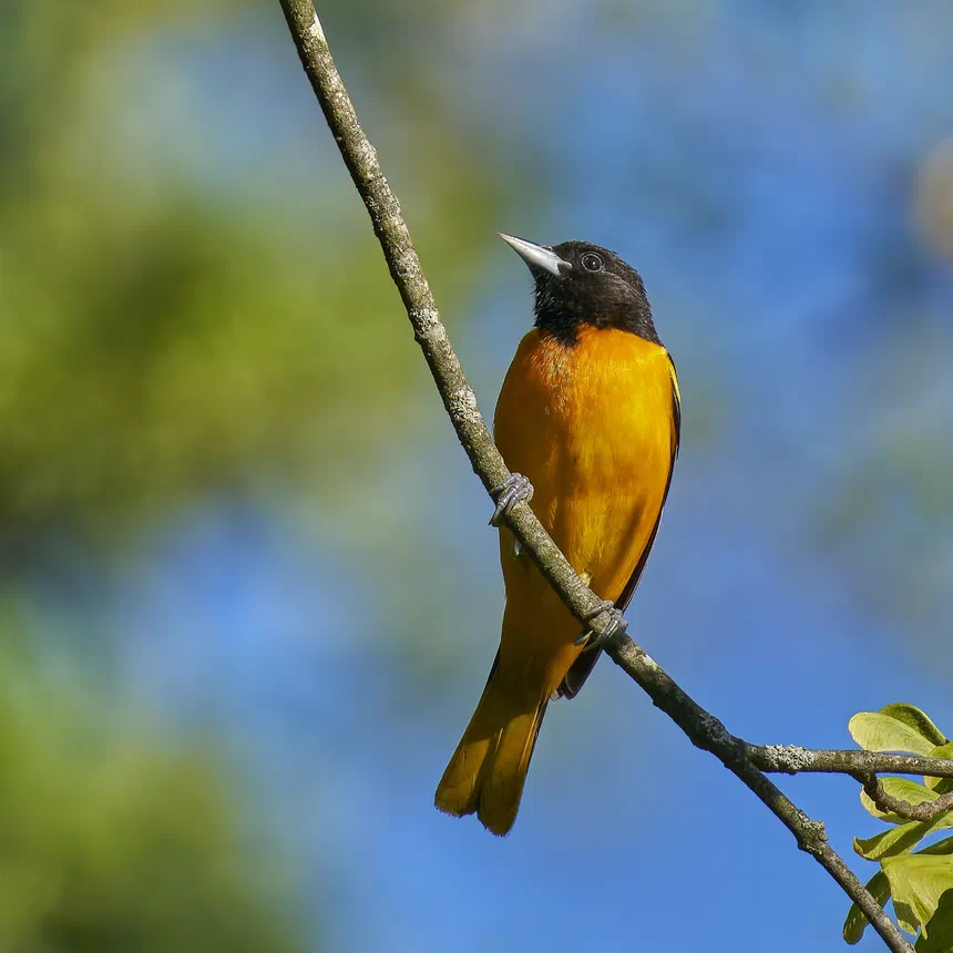 Baltimore Oriole