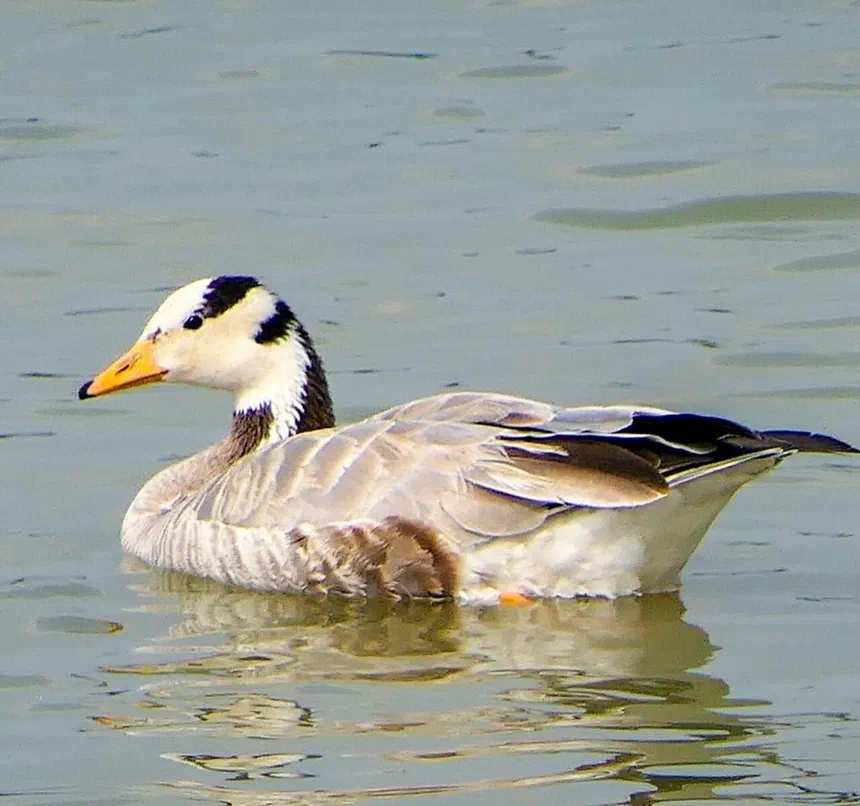 Bar-Headed Goose