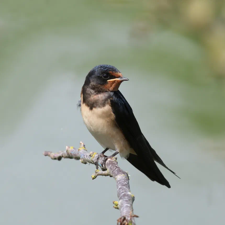 Barn Swallow