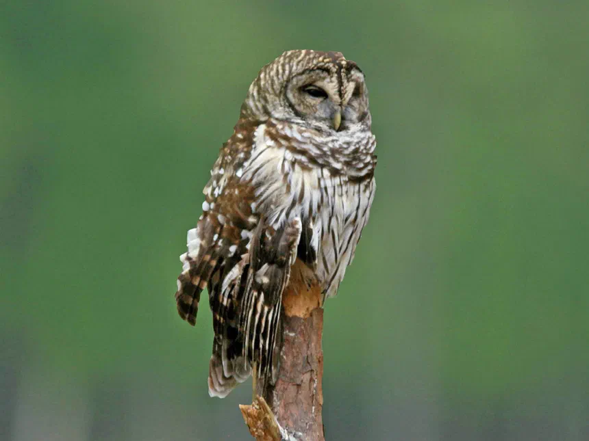 Barred Owl