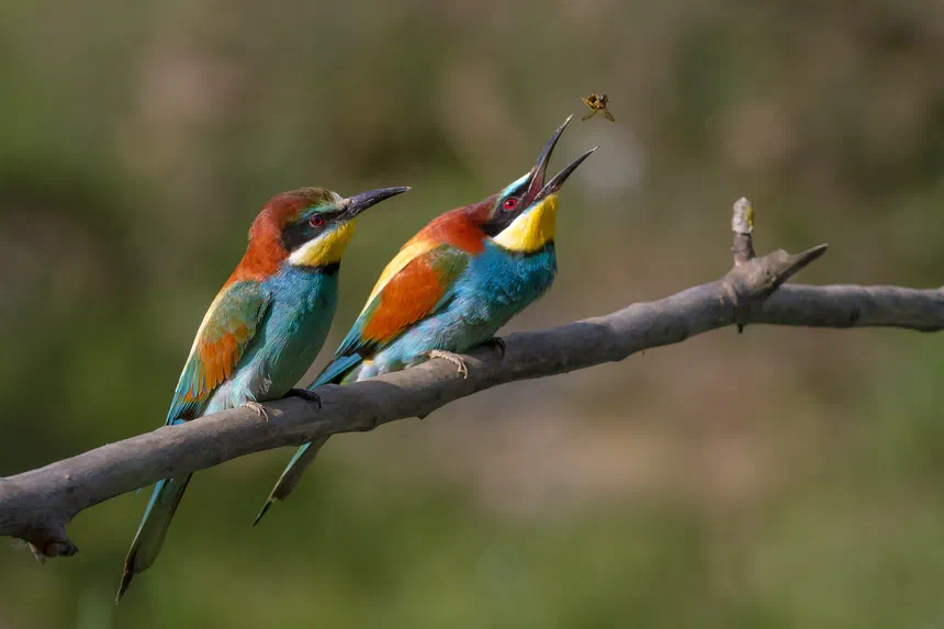 European Bee-Eater