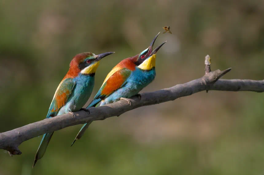 European Bee-Eater