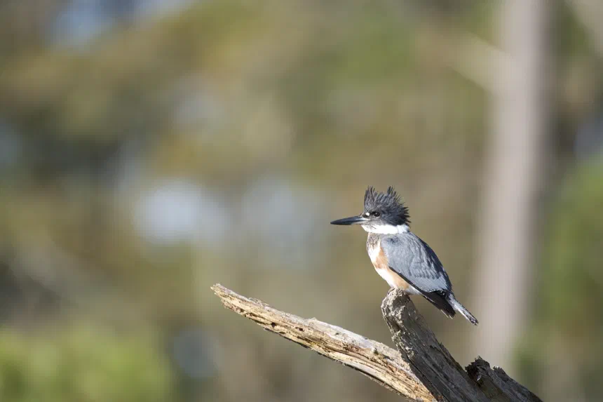 Belted Kingfisher