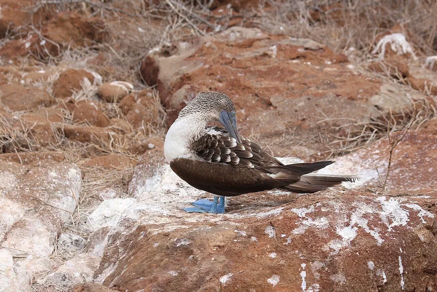 Blue-Footed Booby