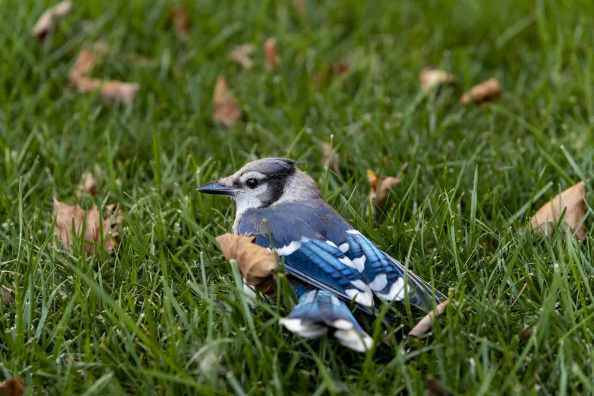 Blue Jay