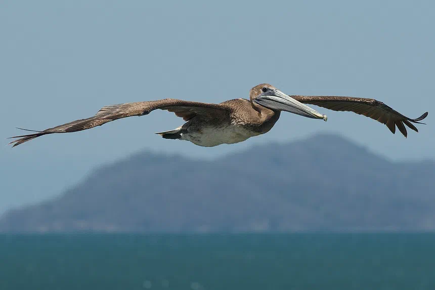 Brown Pelican