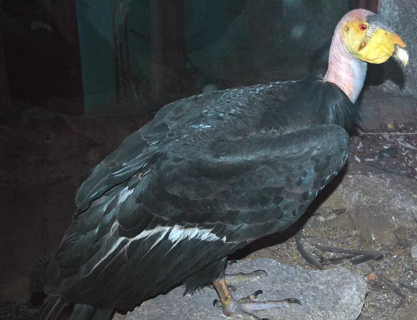 California Condor