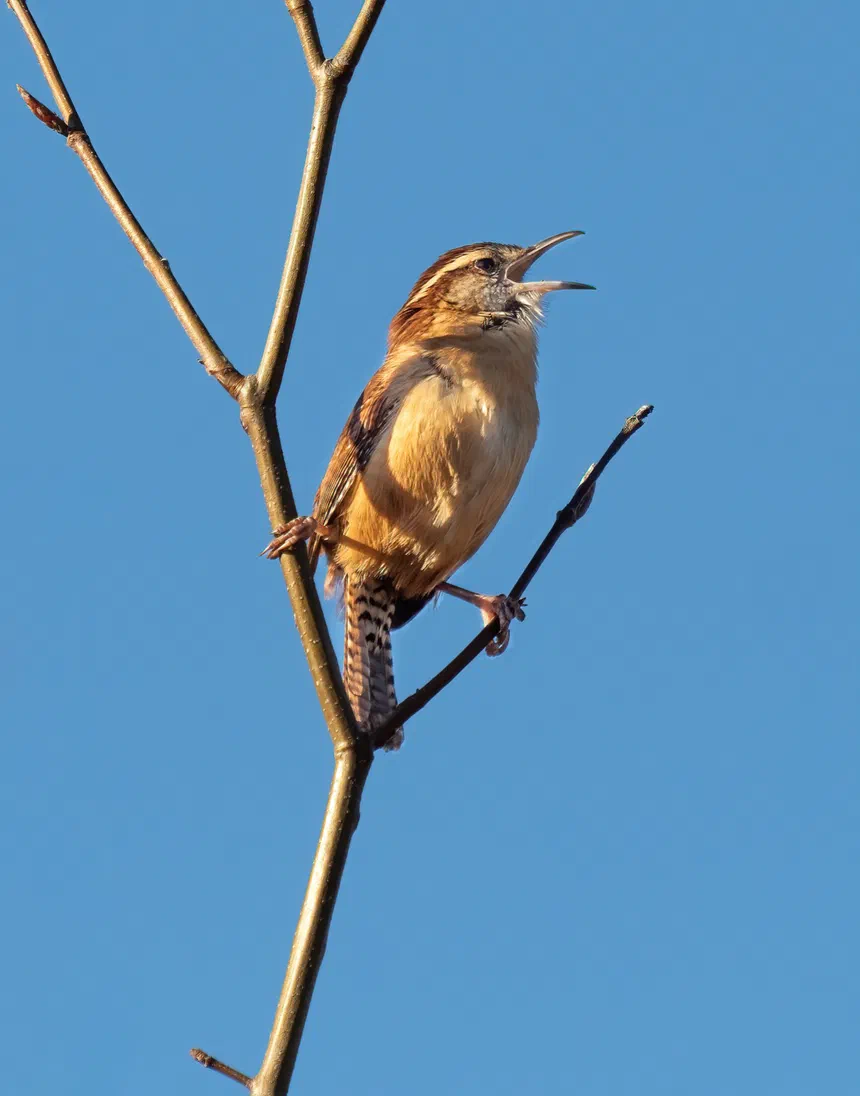 Carolina Wren