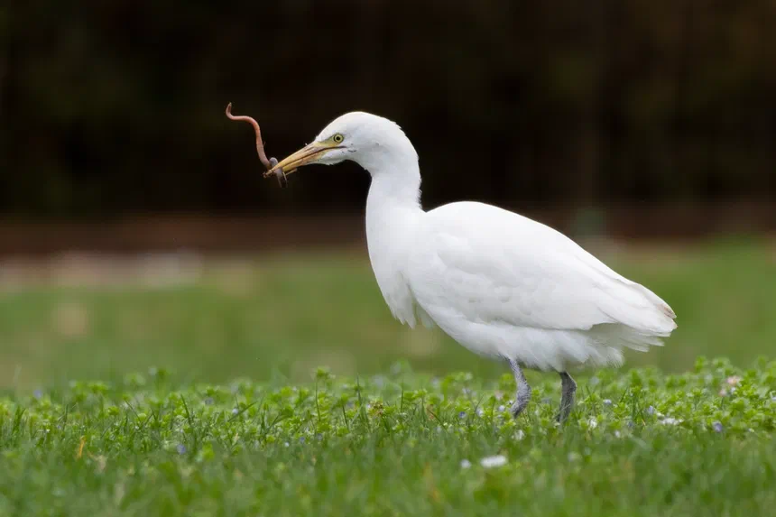 Cattle Egret
