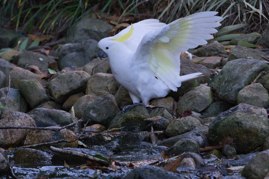 Sulphur-Crested Cockatoo